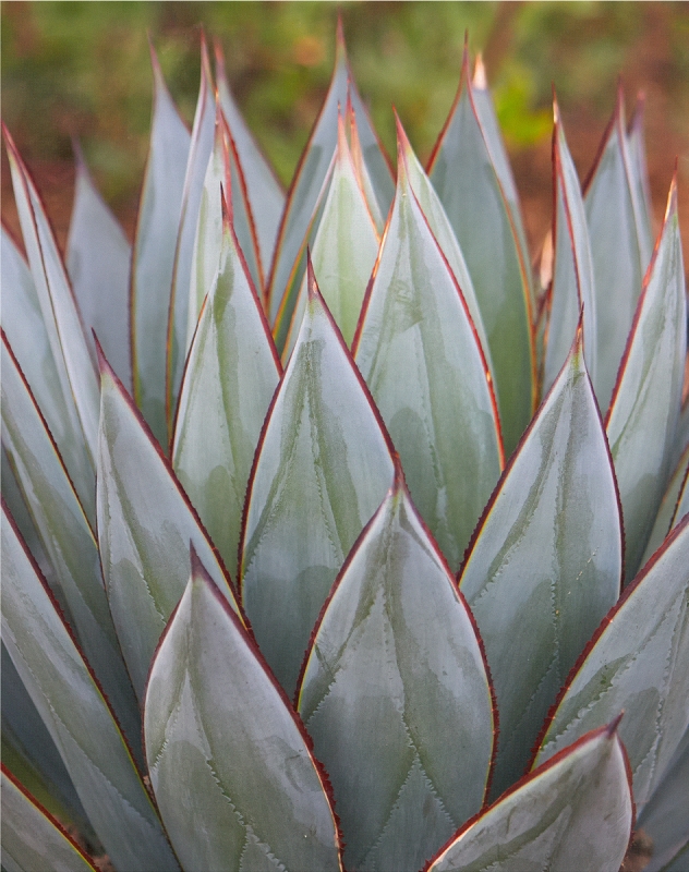Agave 1 by artist Greg Abell